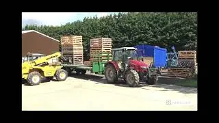 Growing Pumpkins at Foxes Farm Produce Colchester Essex - www.foxesfarmproduce.co.uk