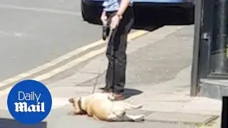 Amusing scenes as French Bulldog refuses to move from street