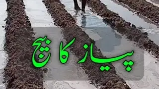 Onion Seed Preparation Agribrilliance Piyaz kay beej ki tyriپیاز کے بیج کی تیاری 12/11/2024