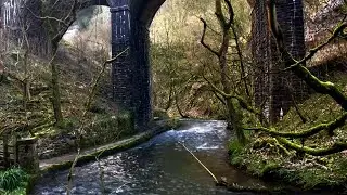 Nature Trail - Chee Dale, Peak District National Park, England