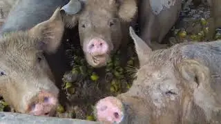Como está minha criação/ compramos 5 porca!