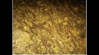 Maine Smelt Survey Training 2021