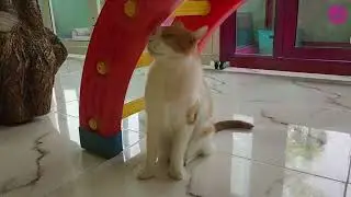 Holiday Adventures Geo the Domestic Shorthair&rsquo;s Play, Explore & Paw Care Time
