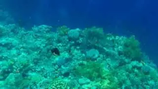Tiran Island - Sharm el Sheikh 2013.