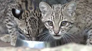 Geoffroy&rsquo;s cats eat
