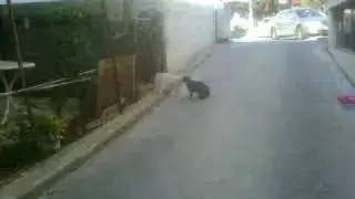 Cats Arguing - Cats fight - Cats in Cyprus