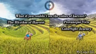 Mu Cang Chai: The Vibrant Rhythm of Harvest | Protanopia Simulation | Color Vision Physiology