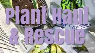 Plant Haul & Rescue | Lowes