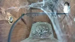 Cleaning out a cobweb from the bird box without removing the front.