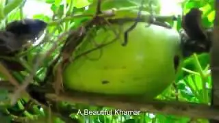 How To Cook Low Shak  Quality One Tree 4 Mant 700 Pis Tk 35,000,