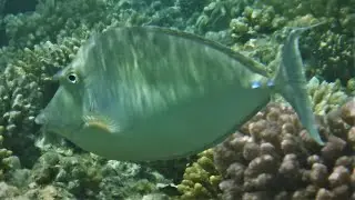 Bluespine unicornfish