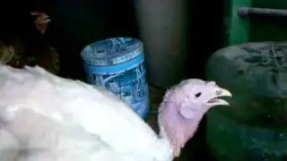 Turkey drinking water