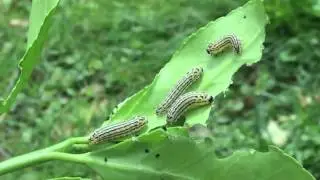 Capital Naturalist: Euonymus Leaf Notcher Moths