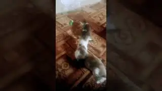 cat love #funny #cat #live