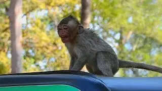 Monkey Maci crying