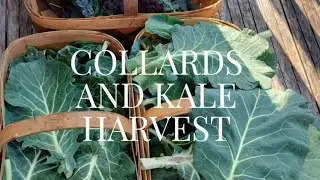 Picking Collards and Kale on a Warm December Day: Good harvest 