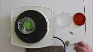 Photosynthèse 1: mise en évidence  de l'amidon des feuilles vertes