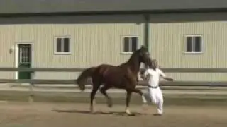Eerste Zarma -  Claybrook Farms 2011 KWPN Keuring