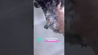 Hydra Luxury Shampoo | Pet Grooming Shampoo | Dog Grooming