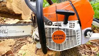 test máy cưa STIHL 661 và cái kết | hoai han vlog @cưa cây Đỗ Nhiều