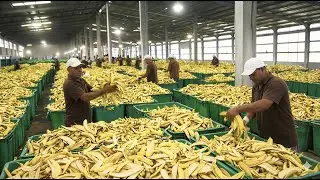 Bagaimana Pabrik Modern Mengolah Jutaan Kulit Pisang Menjadi Pakan Ternak