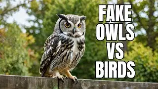 Do Fake Owls REALLY Keep Birds Away From Your Property? #Wildlife #Nature #FakeOwls
