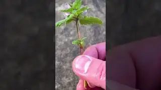 You&rsquo;ll find a square stem on all members of the mint family.