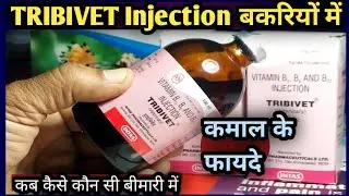 TRIBIVET Injection 💉 का कमाल के फायदे बकरियां में||कब कैसे कितनी मात्रा में||Bakri Palan