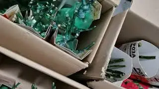 Саженцы роз от IMPERIAL ROSE и Садовита