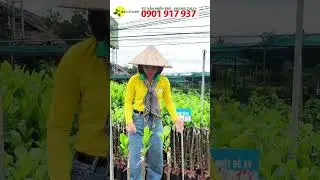 M&Iacute;T RUỘT ĐỎ GỐC 1P4 1P8 XUỐNG GIỐNG NGON L&Agrave;NH