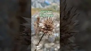 #Lion's ear_klipdagga_nature...