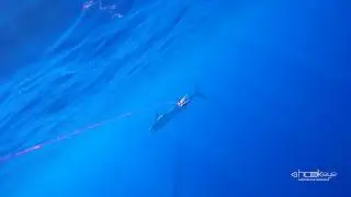 Hook-Eye Sportfishing Action Camera record a Spearfish Bite