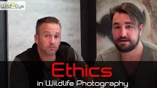 Ethics in Wildlife Photography