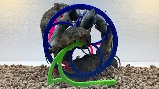 Day 178 &ndash; Mice Running On A Tread Wheel (Part 1/4) | Watching Mice | Relaxation To Music