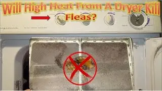 What Happens If You Put Flea Infested Clothes In The Dryer? | How To Treat Fleas Experiment