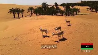 Robotics is changing lives &mdash; even in Libya desert