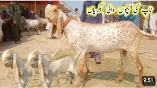 Madrasa Mandi Pakistan Ki Update Naveed Khan Goat Farm 03135363101