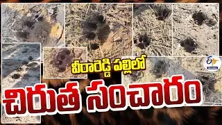 Leopard Roaming in Veerareddypally Village | Yadadri District