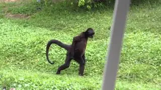 spider monkey walking upright