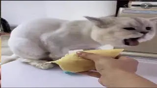 #5 Funny Cats Reaction When They Smell Strange 🐱 Tricksy Pets Video 2020