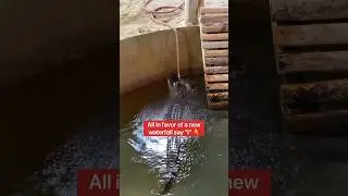 My Alligator Needs A Waterfall ASAP!!! #shorts #alligator
