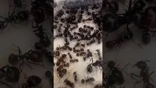 Messor barbarus #fourmis #ants