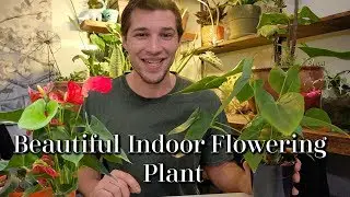 New Houseplant Highlight! Introducing the WORLDS LONGEST BLOOMING PLANT 🌿