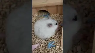 Hungry hamster eating dried mealworms