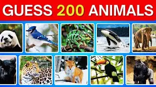 Only 1% Can Guess 200 Animals in 3 Seconds | Extreme Animal Quiz Challenge