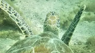 Snorkeling in Magen's Bay