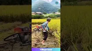 These Grandparents are TOUGHER Than All of Us! 💪 Mad Respect for These Rice Harvesting Legends!
