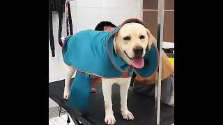 🦮Pet towels, highly absorbent, soft and comfortable, wear-resistant and durable