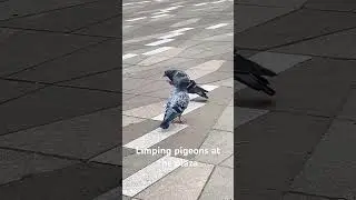 Limping pigeons 🥲🦆🇨🇦- Vancouver Art Gallery Plaza #pigeons #shorts #vancouverbc