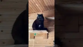 Big trouble with Little Foot🐈&zwj;⬛😼😻